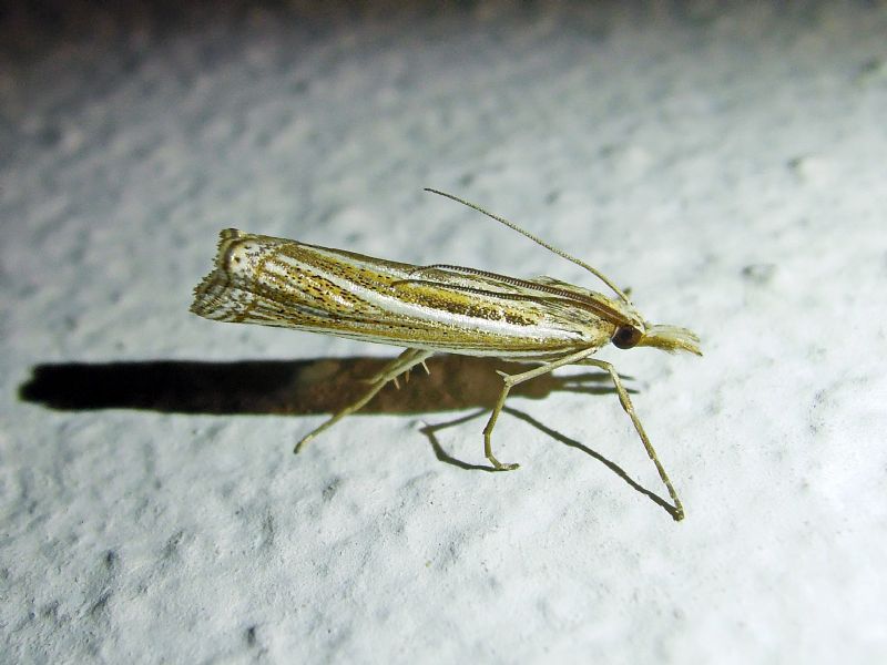 Ancylolomia sp